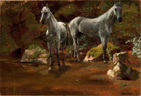 Study Of Wild Horses.