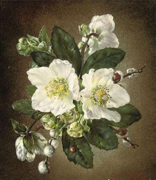 Hellebores, Christmas Roses