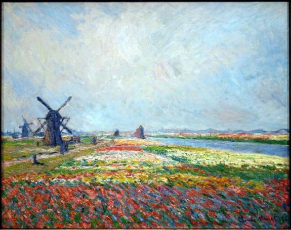 Champs de tulipes et moulins pres de Rijnsburg