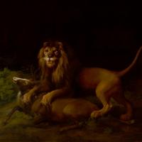 A Lion Attacking A Stag