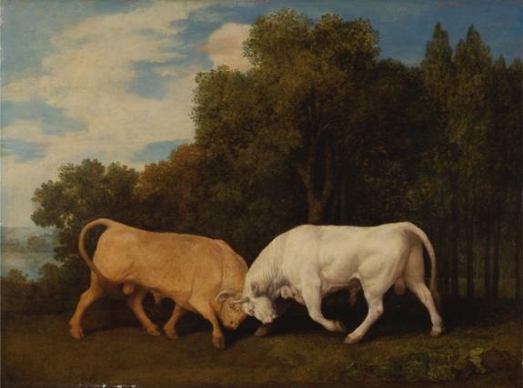 Bulls Fighting