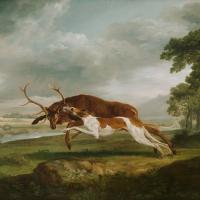 Hound Coursing A Stag