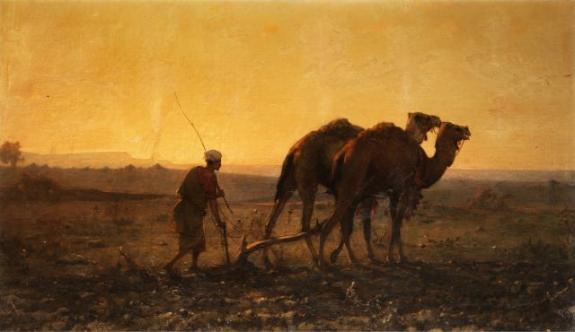 Arab Ploughing with Camels in the Evening Landscape