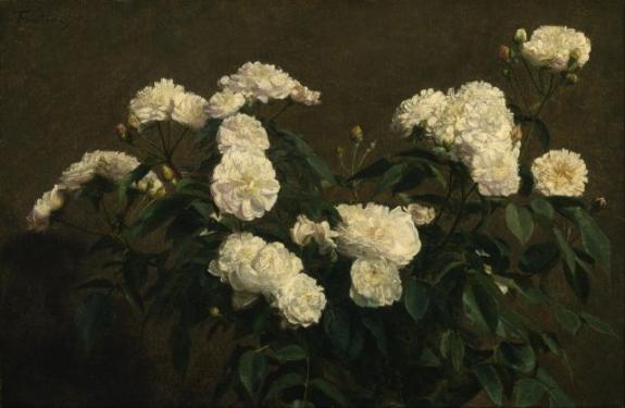 Still Life Of White Roses