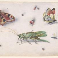 Insects, Butterflies, And A Grasshopper