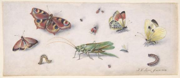 Insects, Butterflies, And A Grasshopper