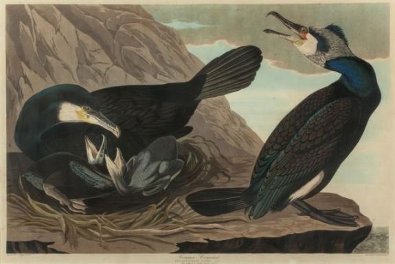 Common Cormorant Or Great Cormorant