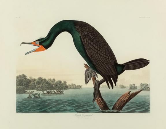 Florida Cormorant Or Double