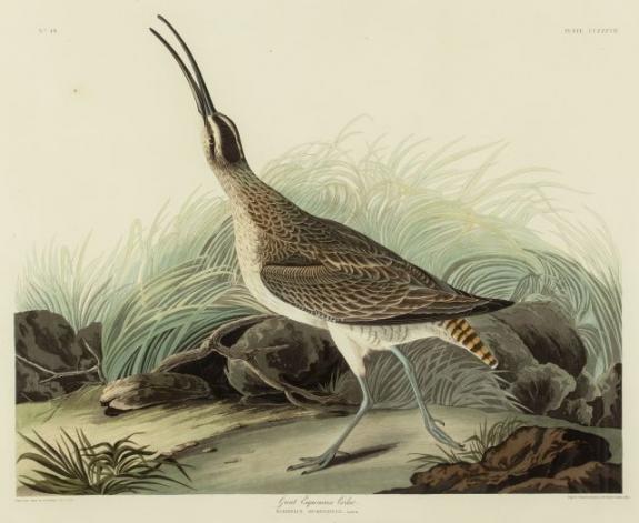 Great Esquimaux Curlew Or Whimbrel