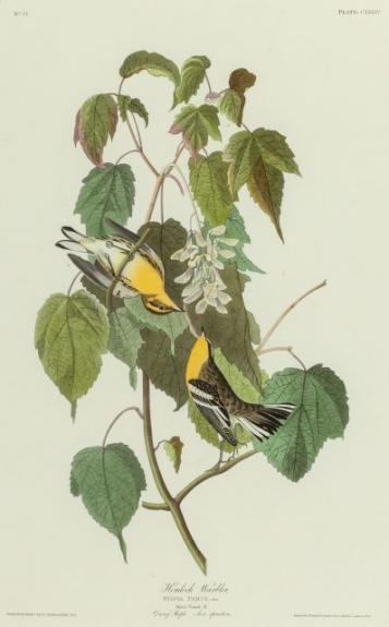 Hemlock Warbler Or Blackburnian Warbler