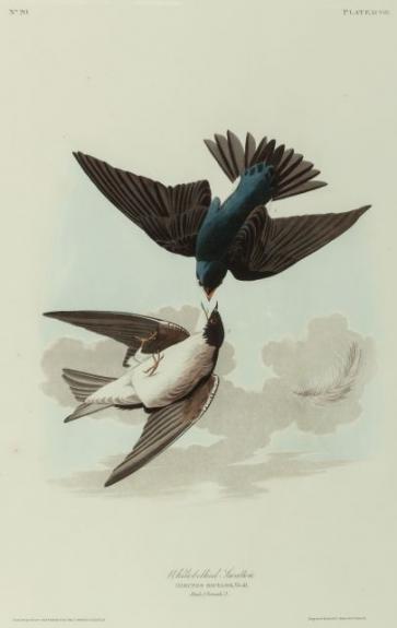 White Bellied Swallow Or Marsh Wren