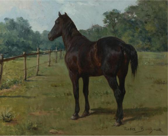 A Bay Horse In A Paddock