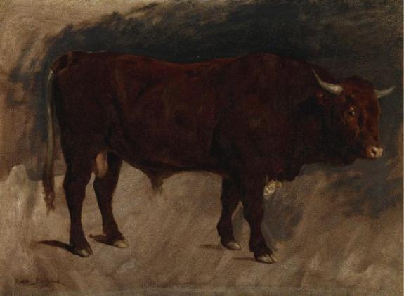 A Brown Bull In Profile