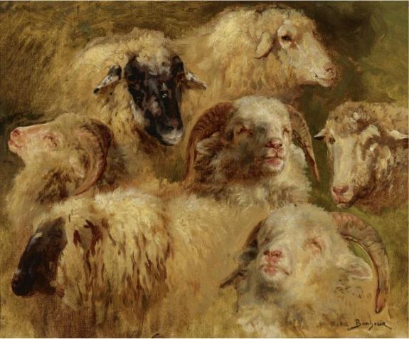 Heads Of Sheep And Rams