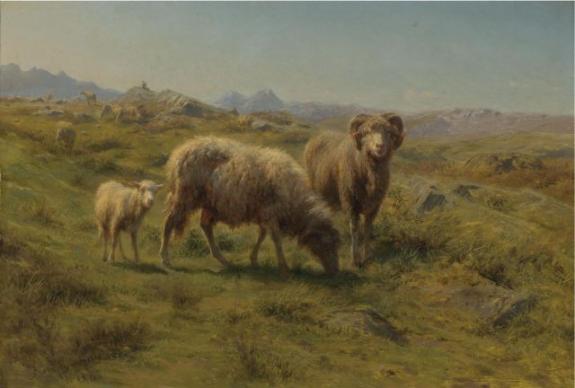 Sheeps on Highland