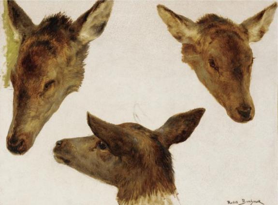 Study Of Deer Heads