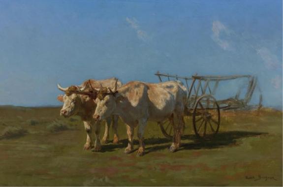 Two White Oxen Pulling A Cart