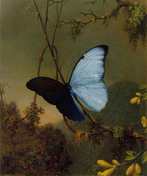 Blue Morpho Butterfly Atc