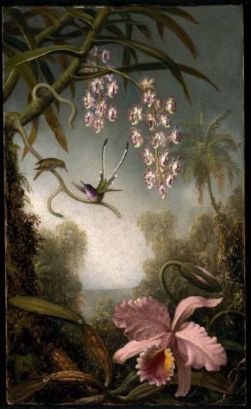 Orchids And Spray Orchids With Hummingbird